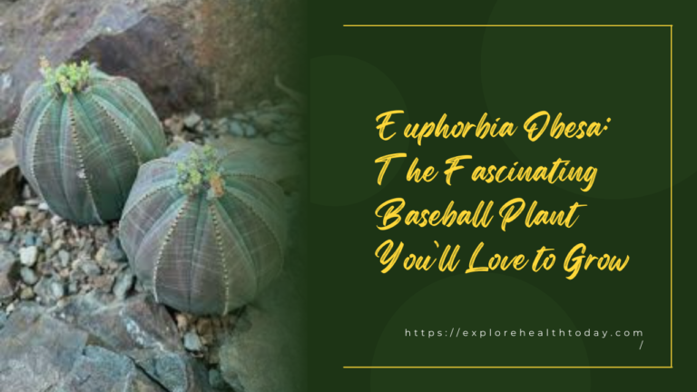 Euphorbia Obesa